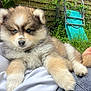 Aïko a rejoint le concours — aidez-le/la à gagner de superbes lots ! puppy, dog, blue_eyes, fluffy, outdoor, grass, person, lap, fur, cute, pet, relaxing, nature, garden, wooden_fence, chair, greenery, animal, domestic_animal, young