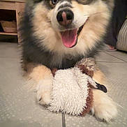 Aïko a rejoint le concours — aidez-le/la à gagner de superbes lots ! dog, fluffy, toy, indoor, floor, happy, pet, animal, playful, cute, paws, smiling, fur, canine, companion, domestic, relaxed, friendly, closeup, mammal