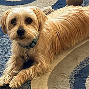 Finnegan is registered to the contest to win money with this photo: dog, pet, indoor, carpet, toy, ball, rope_toy, laying_down, golden_fur, collar, looking_at_camera, floor, domestic_animal, cute, animal, companion, playful, fur, resting, home