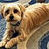 Finnegan