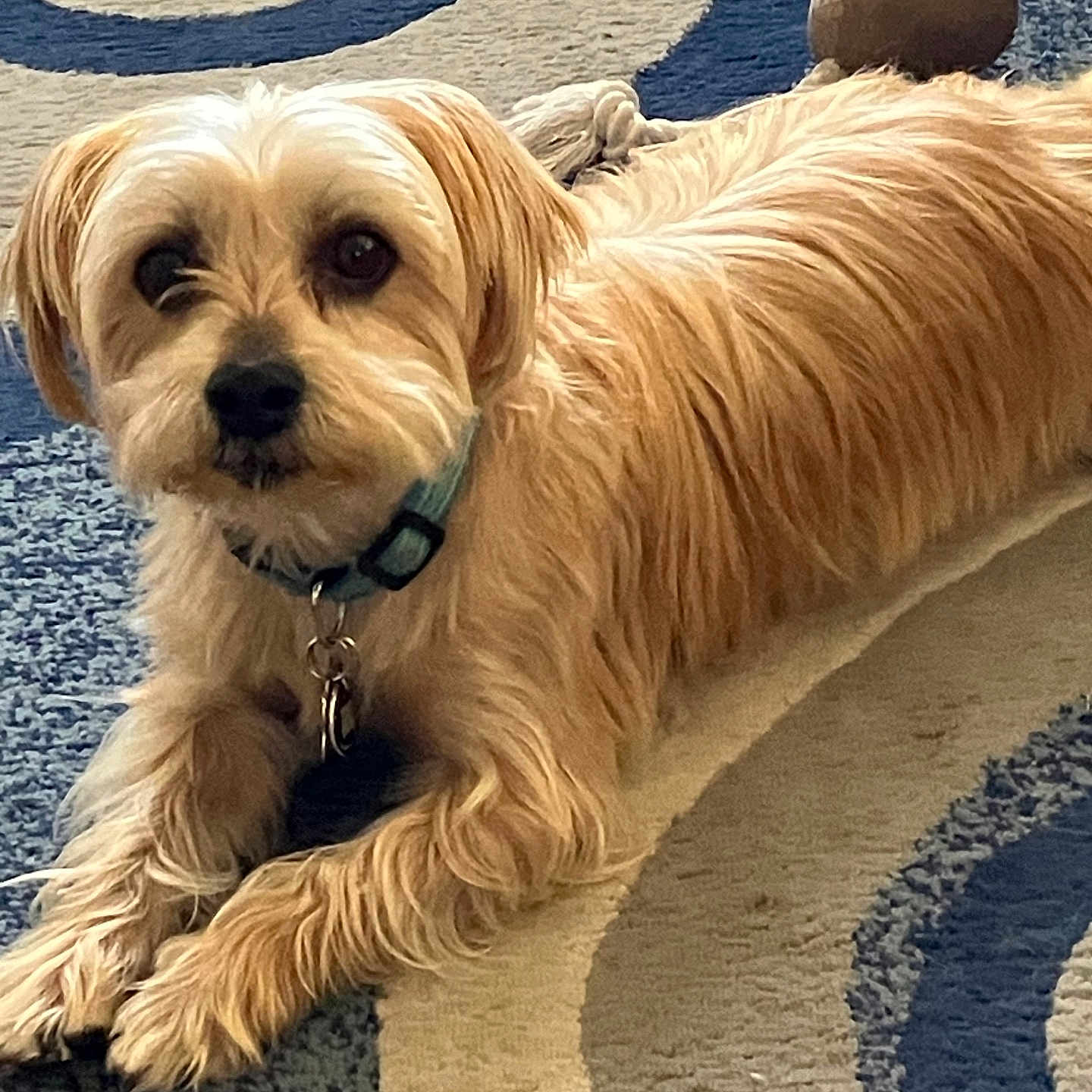 Finnegan is registered to the contest to win money with this photo: dog, pet, indoor, carpet, toy, ball, rope_toy, laying_down, golden_fur, collar, looking_at_camera, floor, domestic_animal, cute, animal, companion, playful, fur, resting, home