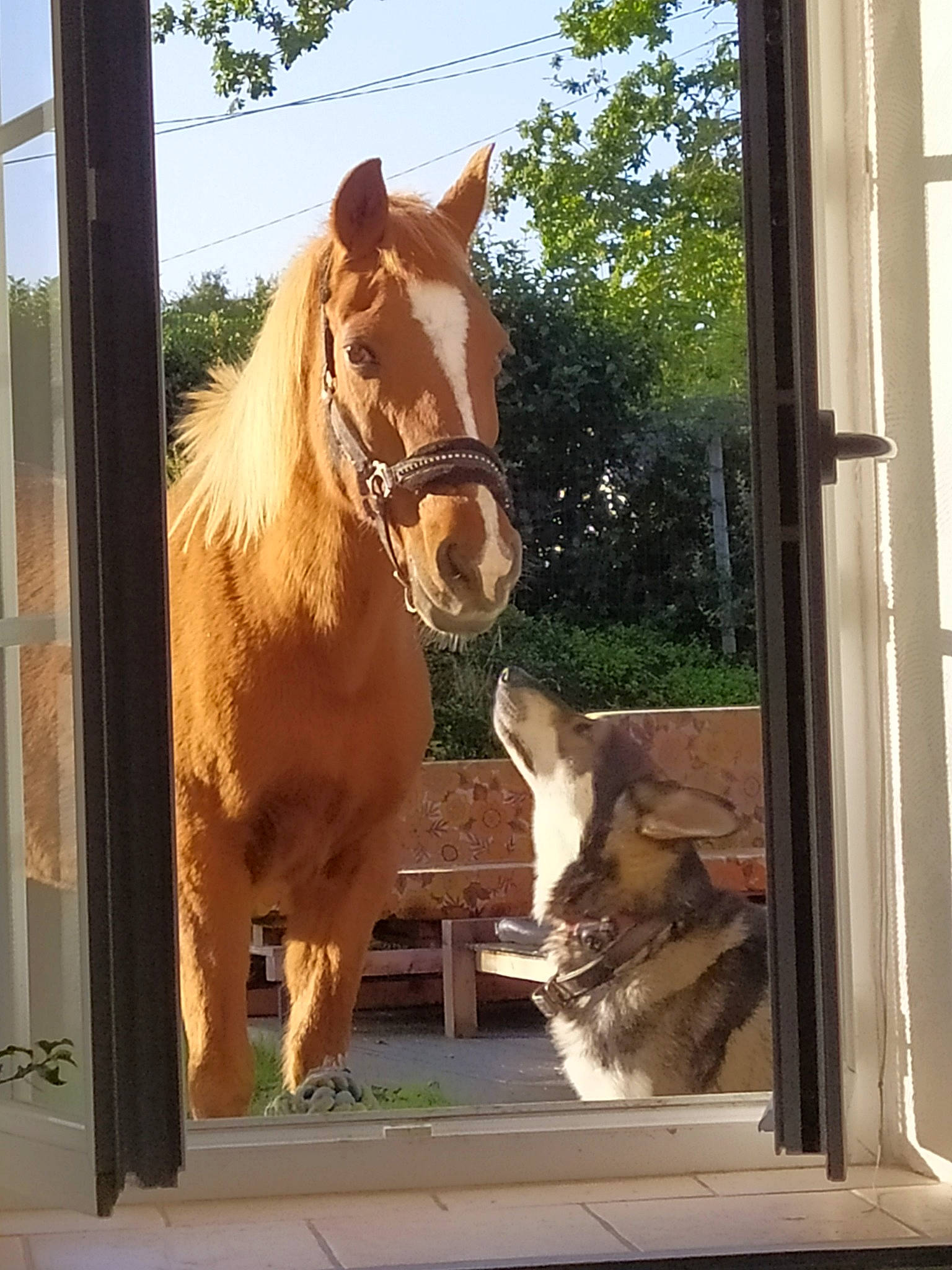 Altesse participe au concours pour gagner de l'argent avec cette photo : fawn, horse, landscape, liver, livestock, mammal, mane, mare, mustang_horse, pony, snout, sorrel, stable, stallion, window
