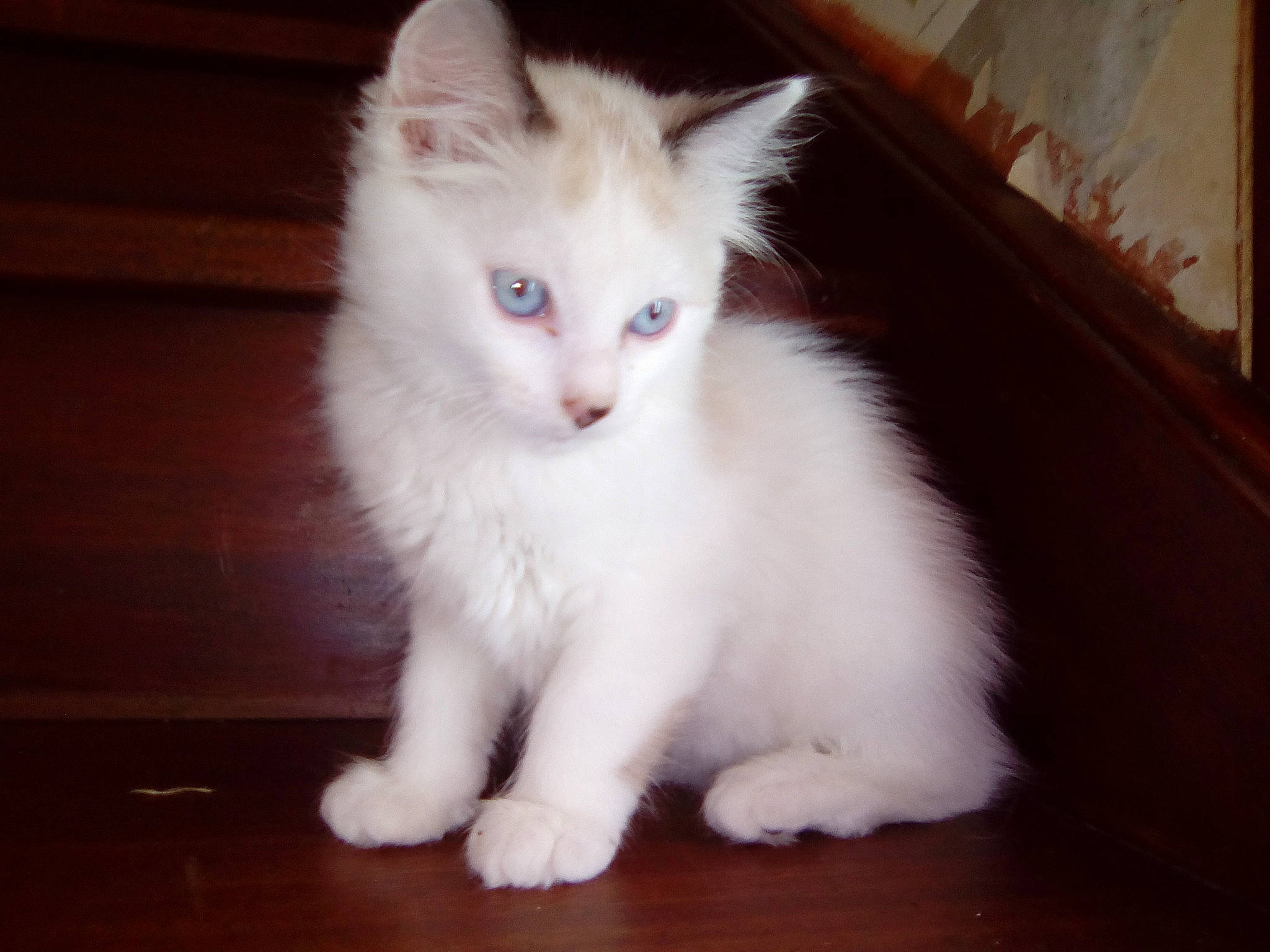 Pépito participe au concours pour gagner de l'argent avec cette photo : american_curl, asian_semi_longhair, burmilla, carnivore, cat, domestic_long_haired_cat, ear, eye, felidae, fur, javanese, khao_manee, kitten, mammal, ragdoll, small_to_medium_sized_cats, turkish_angora, turkish_van, vertebrate, whiskers