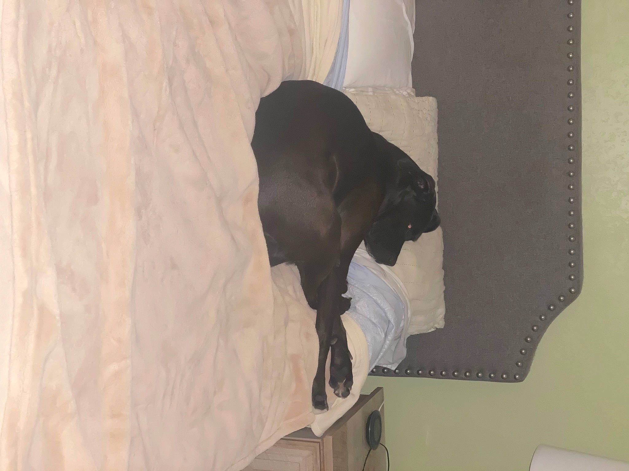 Shelby joined the competition — help win amazing prizes! canidae, carnivore, ceiling, dog_breed, fawn, flooring, grey, hardwood, linens, plaster, room, shadow, sporting_group, stairs, tail, terrestrial_animal, visual_arts, window, wood, working_animal