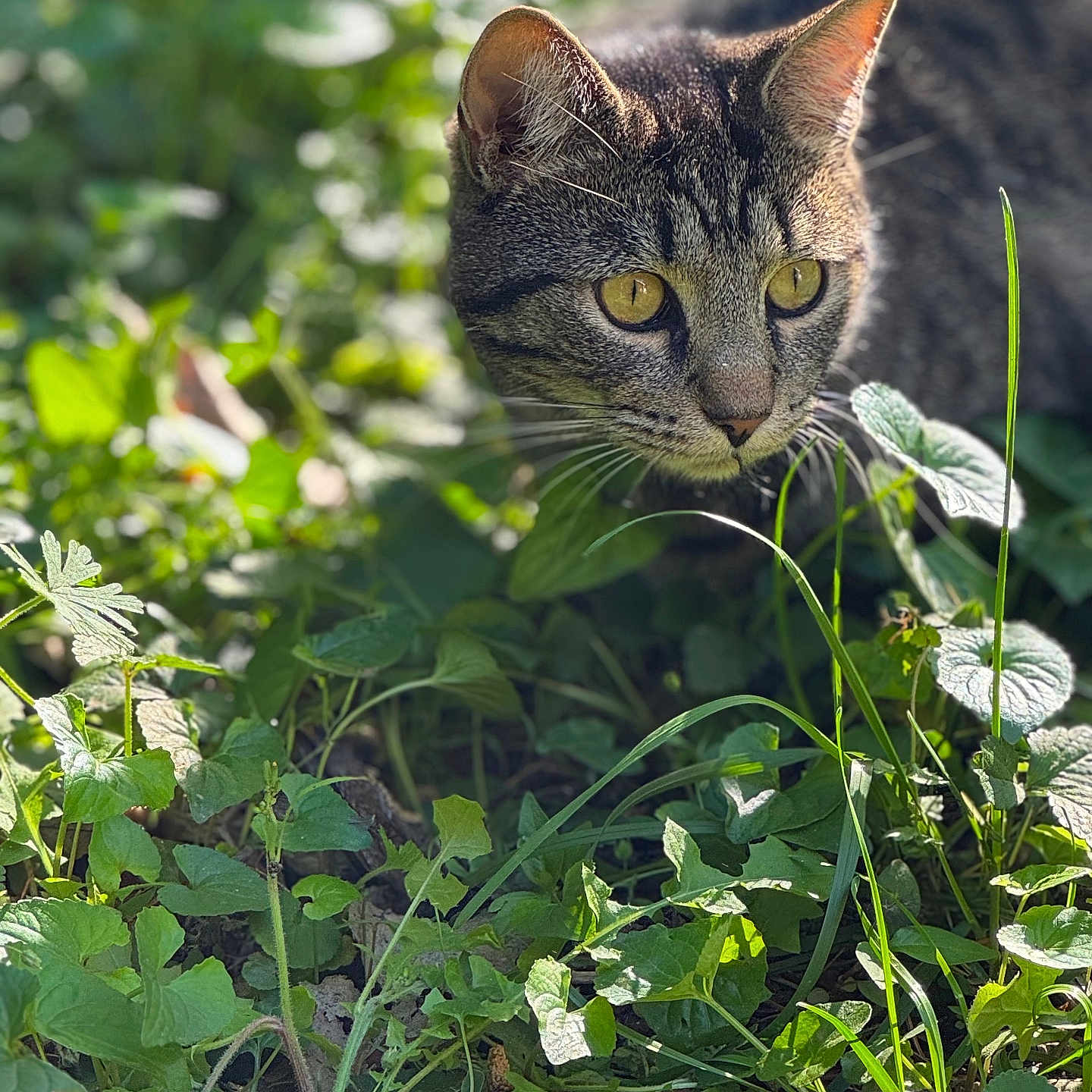 Shia joined the competition — help win amazing prizes! abyssinian, angora, animal, cat, field, grass, grassland, green, herbal, herbs, ivy, kitten, leaf, manx, nature, outdoors, pet, plant, soil, vegetation