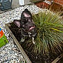 dog, french_bulldog, garden, plant, grass, soil, pebbles, watering_can, brick_wall, outdoor, pet, playful, curious, collar, close_up, daylight, animal, canine, portrait, nature