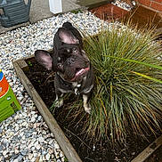 Alfie is registered to the contest to win money with this photo: dog, french_bulldog, garden, plant, grass, soil, pebbles, watering_can, brick_wall, outdoor, pet, playful, curious, collar, close_up, daylight, animal, canine, portrait, nature