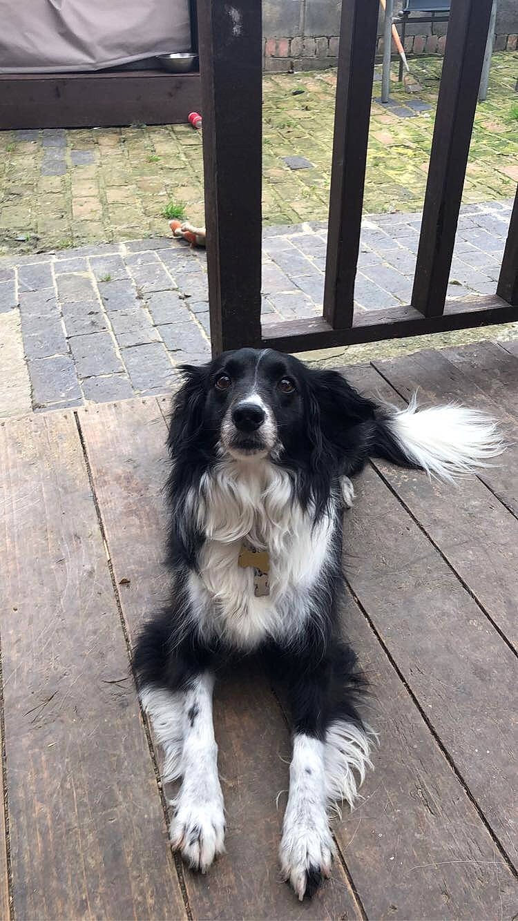 Jessica joined the competition — help win amazing prizes! australian_collie, australian_shepherd, border_collie, canidae, carnivore, companion_dog, dog, dog_breed, english_shepherd, herding_dog, mammal, miniature_australian_shepherd, rare_breed_dog, sporting_group, vertebrate, working_dog