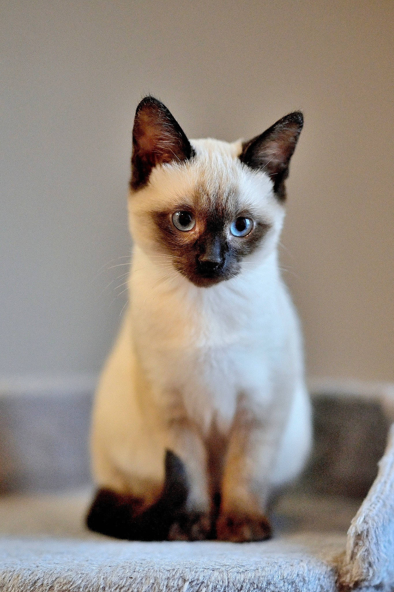 Nala a rejoint le concours — aidez-le/la à gagner de superbes lots ! carnivore, cat, eye, eyebrow, eyelash, fawn, felidae, fur, head, iris, siamese, small_to_medium_sized_cats, snout, tail, whiskers