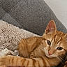 animal, blanket, cat, companion, couch, cozy, cute, domestic_cat, feline, fur, human, indoor, orange_cat, paw, pet, relaxed, resting, shoulder, tabby, whiskers