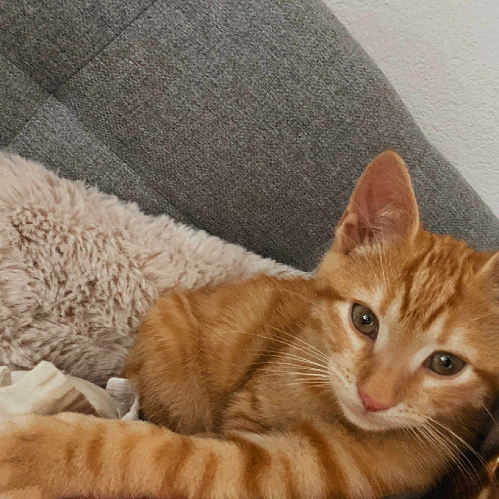 Mowgli a rejoint le concours — aidez-le/la à gagner de superbes lots ! animal, blanket, cat, companion, couch, cozy, cute, domestic_cat, feline, fur, human, indoor, orange_cat, paw, pet, relaxed, resting, shoulder, tabby, whiskers