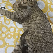 Minou a rejoint le concours — aidez-le/la à gagner de superbes lots ! cat, tabby_cat, pet, animal, feline, lying_down, resting, fur, whiskers, ears, tail, bed, blanket, pattern, yellow, white, domestic_animal, looking, cute, indoor