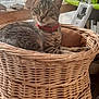 Minou participe au concours pour gagner de l'argent avec cette photo : cat, tabby_cat, wicker_basket, red_collar, bell, pet_bed, indoor, natural_light, window, exercise_machine, stone, wooden_ledge, feline, resting, cozy, home, domestic_animal, relaxed, fur, animal