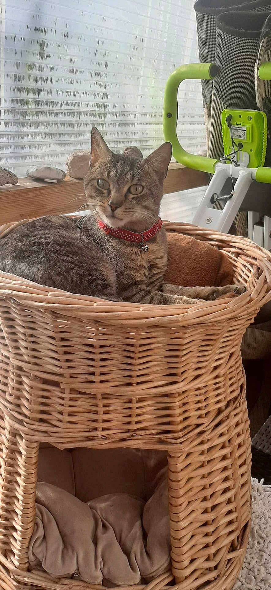Minou participe au concours pour gagner de l'argent avec cette photo : cat, tabby_cat, wicker_basket, red_collar, bell, pet_bed, indoor, natural_light, window, exercise_machine, stone, wooden_ledge, feline, resting, cozy, home, domestic_animal, relaxed, fur, animal