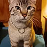 cat, tabby, blue_eyes, collar, chain, indoor, cushion, wooden_cabinet, furniture, pet, animal, whiskers, portrait, sitting, looking_at_camera, domestic_cat, feline, close_up, cute, household