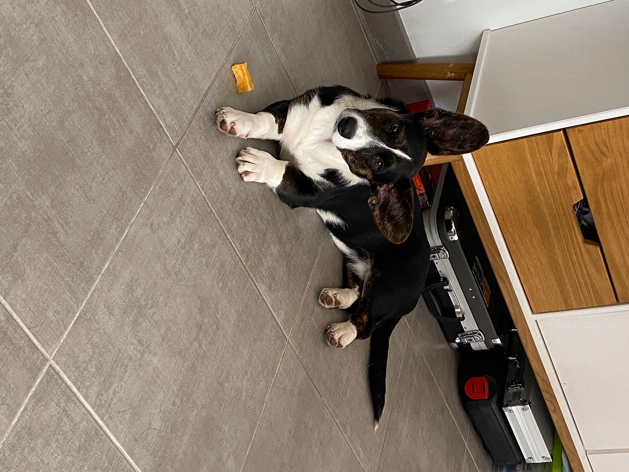 Polly a rejoint le concours — aidez-le/la à gagner de superbes lots ! auto_part, carnivore, collar, companion_dog, dog, dog_breed, fawn, felidae, floor, flooring, fur, guard_dog, hardwood, small_to_medium_sized_cats, snout, sporting_group, tail, tile_flooring, wood, working_animal