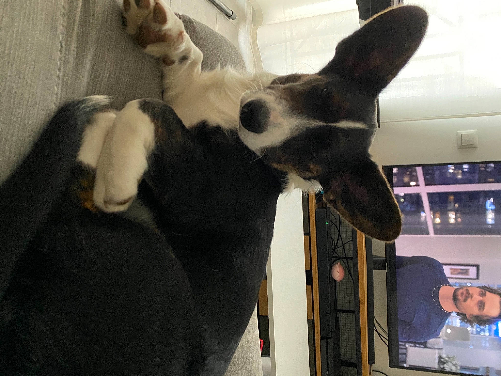 Polly participe au concours pour gagner de l'argent avec cette photo : art, canidae, dog_breed, ear, fawn, felidae, fun, fur, gesture, giraffe, giraffidae, jaw, small_to_medium_sized_cats, terrestrial_animal, wallaby, whiskers, wildlife, working_animal