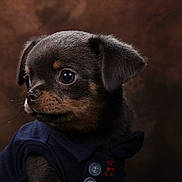 Blue a rejoint le concours — aidez-le/la à gagner de superbes lots ! puppy, dog, small_dog, portrait, indoors, close_up, brown_fur, black_fur, tan_markings, floppy_ears, dark_eyes, wearing_clothes, blue_outfit, button, studio_lighting, dramatic_lighting, brown_background, sitting, cute, photography