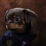 puppy, dog, small_dog, portrait, indoors, close_up, brown_fur, black_fur, tan_markings, floppy_ears, dark_eyes, wearing_clothes, blue_outfit, button, studio_lighting, dramatic_lighting, brown_background, sitting, cute, photography