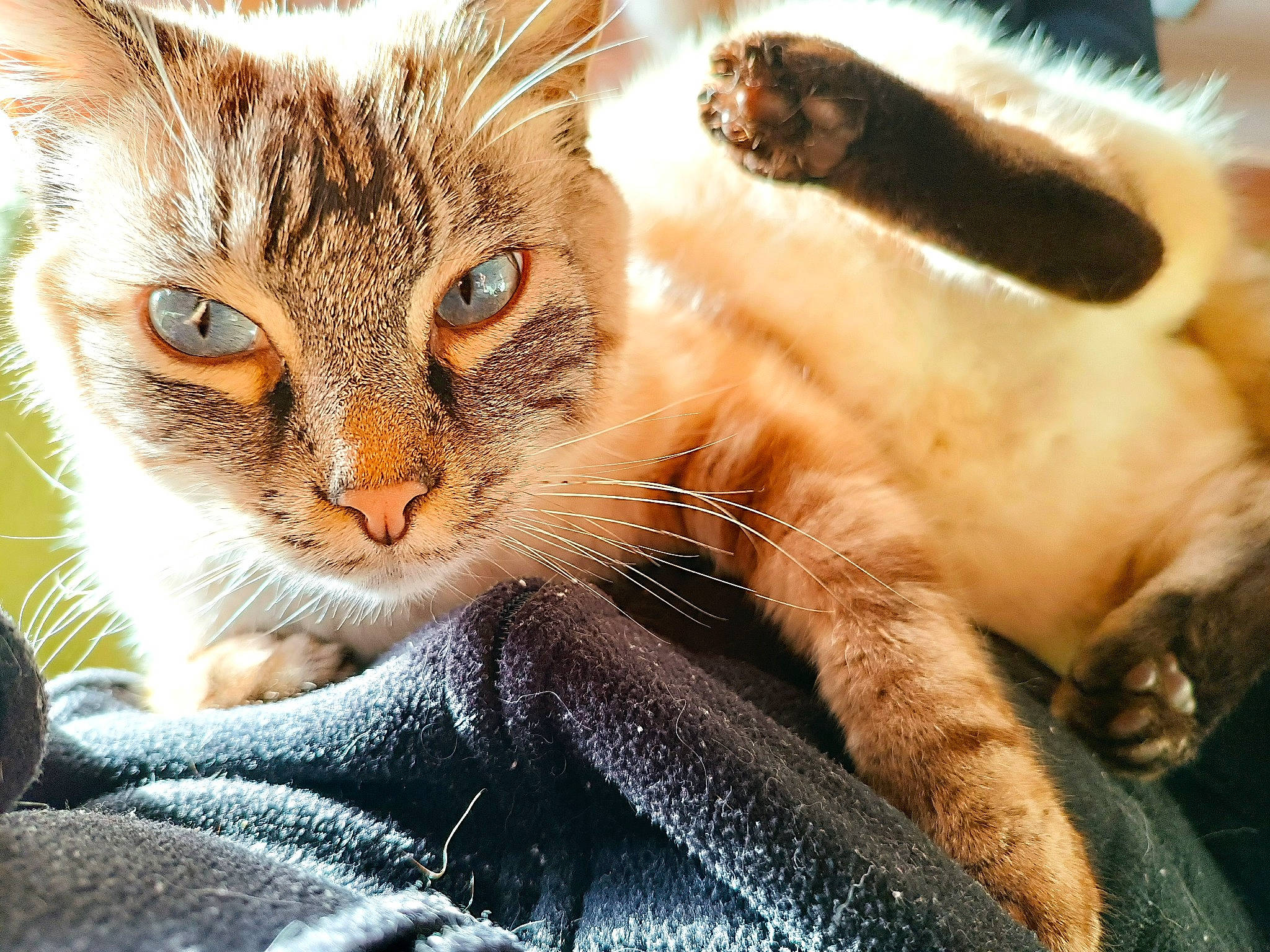 Boulette a rejoint le concours — aidez-le/la à gagner de superbes lots ! carnivore, cat, claw, comfort, domestic_short_haired_cat, eye, fawn, felidae, fur, mammal, paw, sitting, small_to_medium_sized_cats, snout, tail, terrestrial_animal, tree, whiskers, wildlife, window