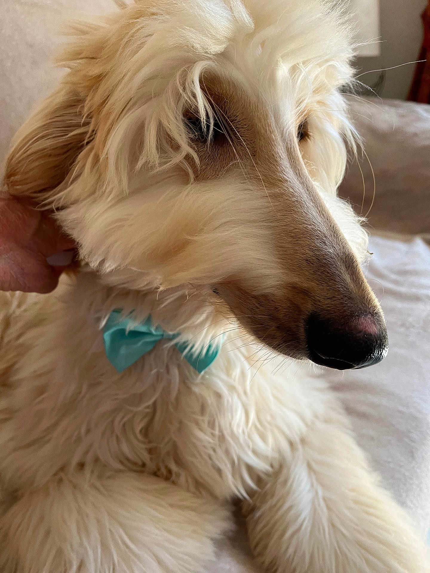 Valor a rejoint le concours — aidez-le/la à gagner de superbes lots ! dog, white, fluffy, bow_tie, pet, indoor, portrait, animal, canine, fur, close_up, cute, domestic_animal, mammal, companion, friendly, soft, hand, resting, calm