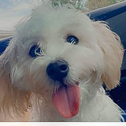 Kyng is registered to the contest to win money with this photo: dog, white_dog, fluffy, tongue_out, pet, cute, close_up, curly_fur, animal, canine, playful, indoors, car_interior, happy, portrait, friendly, furry, nose, ears, face