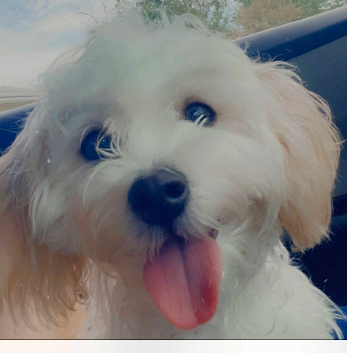 Kyng is registered to the contest to win money with this photo: dog, white_dog, fluffy, tongue_out, pet, cute, close_up, curly_fur, animal, canine, playful, indoors, car_interior, happy, portrait, friendly, furry, nose, ears, face