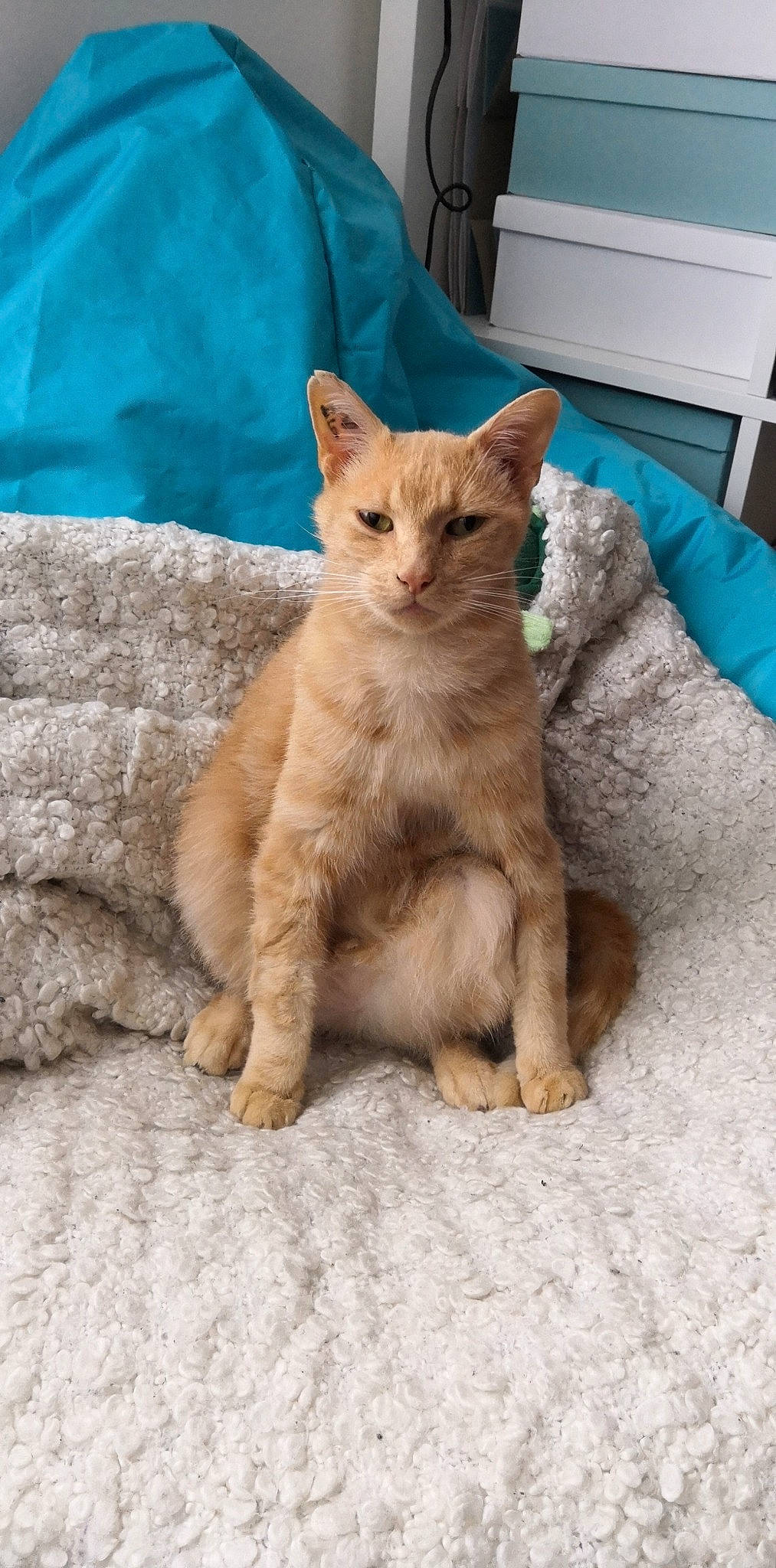 Rourou participe au concours pour gagner de l'argent avec cette photo : aegean_cat, arabian_mau, asian, australian_mist, carnivore, cat, domestic_short_haired_cat, european_shorthair, fawn, felidae, german_rex, kitten, mammal, polydactyl_cat, small_to_medium_sized_cats, tabby_cat, vertebrate, whiskers