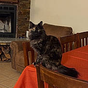 Spooky is registered to the contest to win money with this photo: cat, tortoiseshell, feline, chair, table, orange_tablecloth, living_room, fireplace, stone_wall, couch, wood, firewood, tile_floor, indoor, pet, fur, sitting, domestic_animal, cozy, home