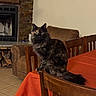 cat, tortoiseshell, feline, chair, table, orange_tablecloth, living_room, fireplace, stone_wall, couch, wood, firewood, tile_floor, indoor, pet, fur, sitting, domestic_animal, cozy, home
