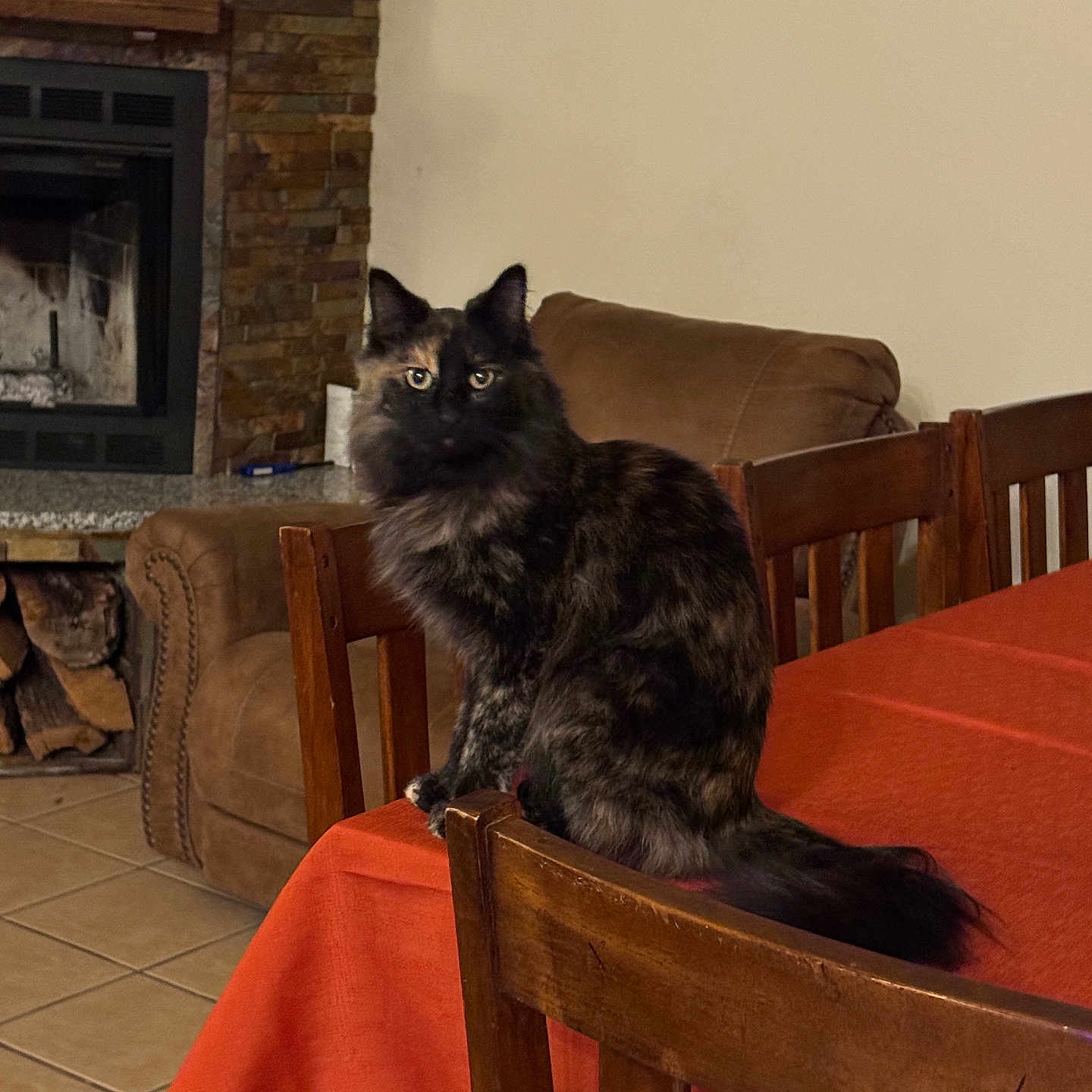 Spooky is registered to the contest to win money with this photo: cat, tortoiseshell, feline, chair, table, orange_tablecloth, living_room, fireplace, stone_wall, couch, wood, firewood, tile_floor, indoor, pet, fur, sitting, domestic_animal, cozy, home