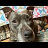 Athena is registered to the contest to win money with this photo: dog, pet, close_up, indoor, floor, quilt, colorful, ears, nose, brown, fur, animal, canine, face, eyes, relaxed, laying_down, home, portrait, curious