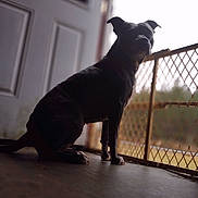 Athena is registered to the contest to win money with this photo: dog, silhouette, door, fence, mesh_gate, indoor, pet, animal, quiet, shadow, light, window, floor, calm, sitting, side_view, daylight, nature_outside, domestic_animal, resting