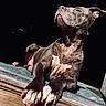 Athena joined the competition — help win amazing prizes! dog, animal, pet, canine, resting, sunlight, shadow, doorway, paw, muscle, fur, portrait, outdoor, relaxed, closeup, black_background, nails, expression, quiet, majestic