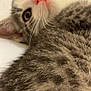kitten, cat, close_up, fur, whiskers, pink_nose, animal, pet, cute, young, lying_down, curious, indoor, mammal, feline, soft, portrait, eyes, head, tabby