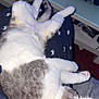 Aphrodite participe au concours pour gagner de l'argent avec cette photo : cat, sleeping, lap, feline, pet, white, gray, fur, relaxed, indoor, clothing, desk, fabric, paw, ear, animal, resting, home, casual, cozy