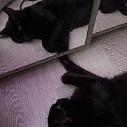 Athena participe au concours pour gagner de l'argent avec cette photo : black_cat, cat, reflection, mirror, wooden_floor, floor, cable, device, indoor, pet, sleeping, lying_down, animal, feline, cozy, resting, quiet, calm, household, domestic_cat