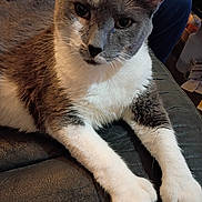 Mickey is registered to the contest to win money with this photo: cat, gray_cat, white_cat, pet, animal, fur, paw, relaxed, indoor, leather, couch, closeup, whiskers, mammal, cute, feline, domestic_animal, resting, portrait, household