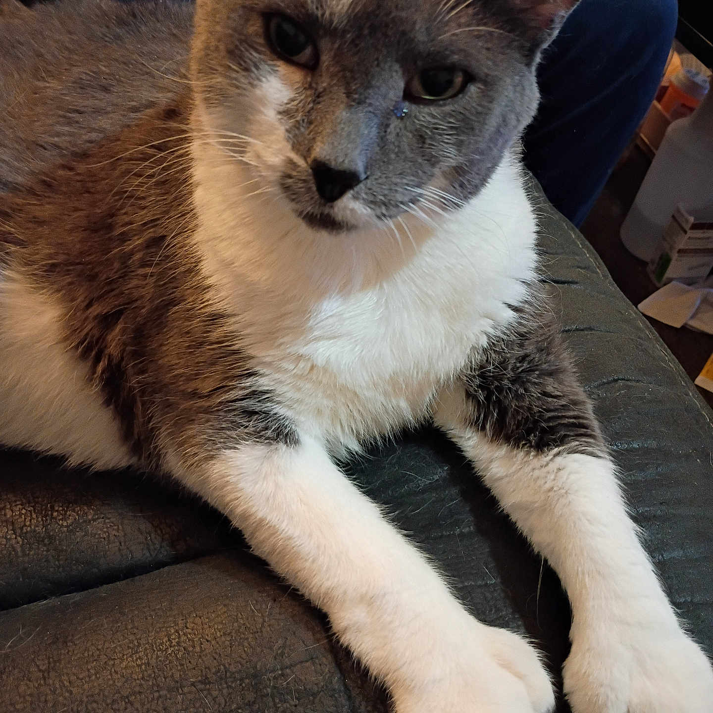 Mickey is registered to the contest to win money with this photo: cat, gray_cat, white_cat, pet, animal, fur, paw, relaxed, indoor, leather, couch, closeup, whiskers, mammal, cute, feline, domestic_animal, resting, portrait, household