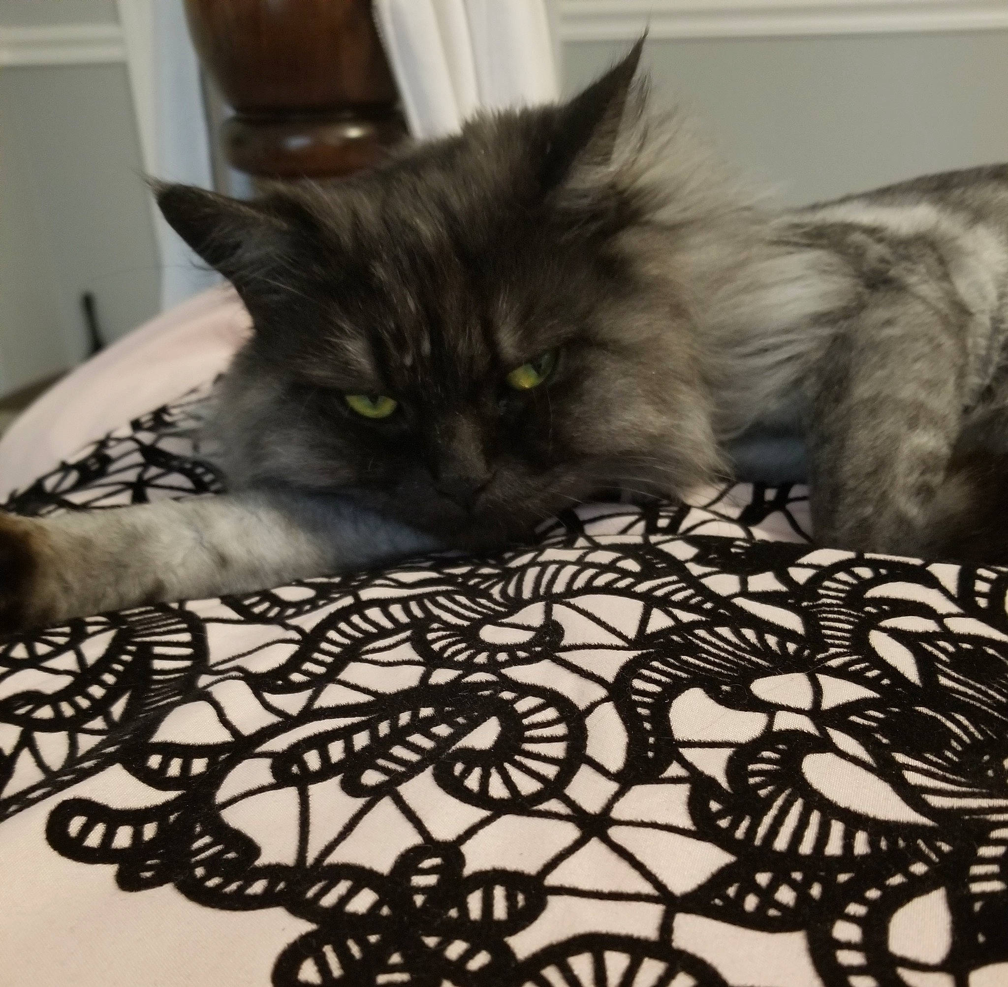 Beatrice is registered to the contest to win money with this photo: asian, black_and_white, black_cat, carnivore, cat, claw, domestic_long_haired_cat, domestic_short_haired_cat, european_shorthair, felidae, fur, kitten, maine_coon, norwegian_forest_cat, ragamuffin, small_to_medium_sized_cats, tabby_cat, tail, textile, whiskers