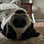 dog, nose, carpet, indoor, black_and_white, pet, lying_down, close_up, blurred_background, furniture, television, home, whiskers, floor, relaxed, animal, cute, snout, portrait, domestic