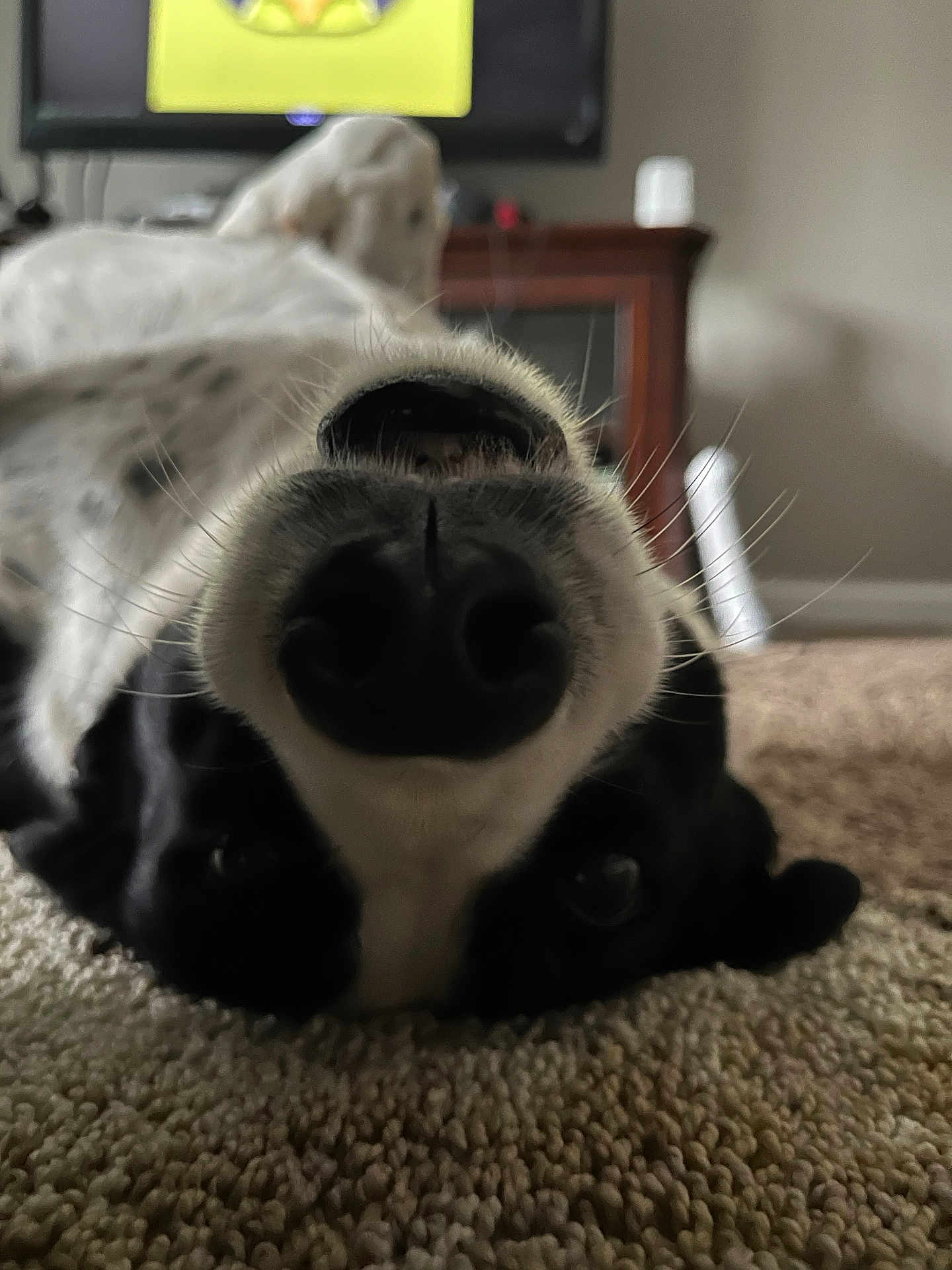 Bella