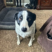 Bella joined the competition — help win amazing prizes! dog, black_and_white, carpet, pet_bed, indoor, furniture, shoes, brown_eyes, looking_up, canine, floor, cozy, domestic, animal, portrait, ears, snout, fur, home, pet