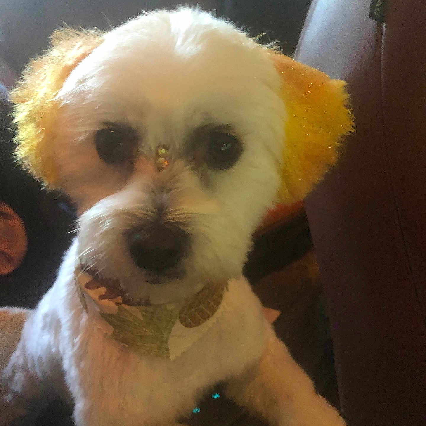 Lilly is registered to the contest to win money with this photo: animal, canine, close_up, collar, companion, cute, dog, domestic, face, friendly, furry, indoor, looking, mammal, pet, portrait, resting, soft_light, white_fur, yellow_ears