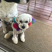 Lilly joined the competition — help win amazing prizes! dog, pets, rainbow_colored_fur, decorative_collar, porch, mat, wooden_deck, white_dog, black_and_white_dog, sitting, outdoor, animal, cute, companions, furniture, colorful, fur, ears, close_up, domestic_animal