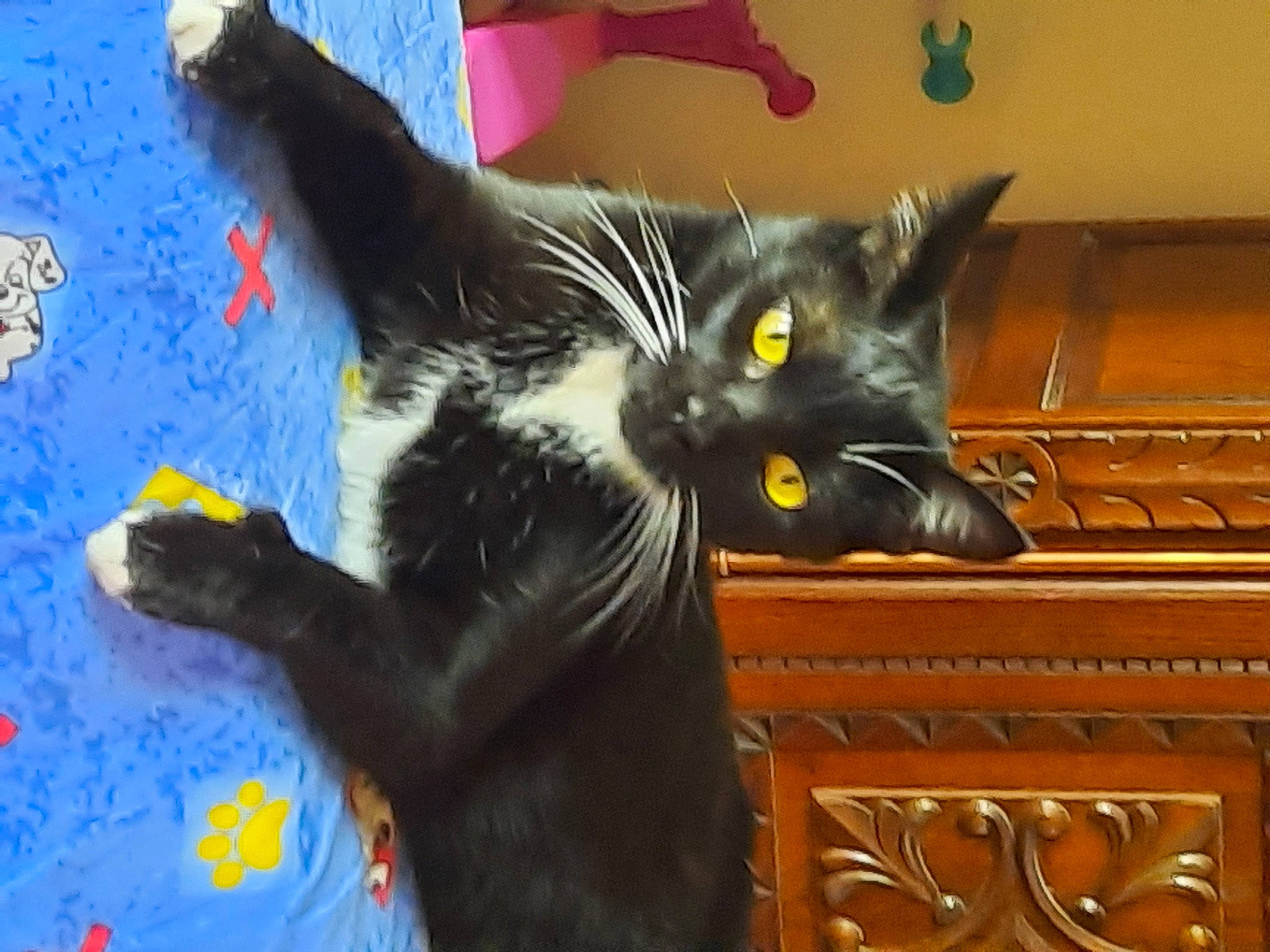 Leon participe au concours pour gagner de l'argent avec cette photo : black_cat, carnivore, cat, claw, domestic_short_haired_cat, felidae, fur, gesture, home_accessories, paw, plant, small_to_medium_sized_cats, snout, tail, whiskers