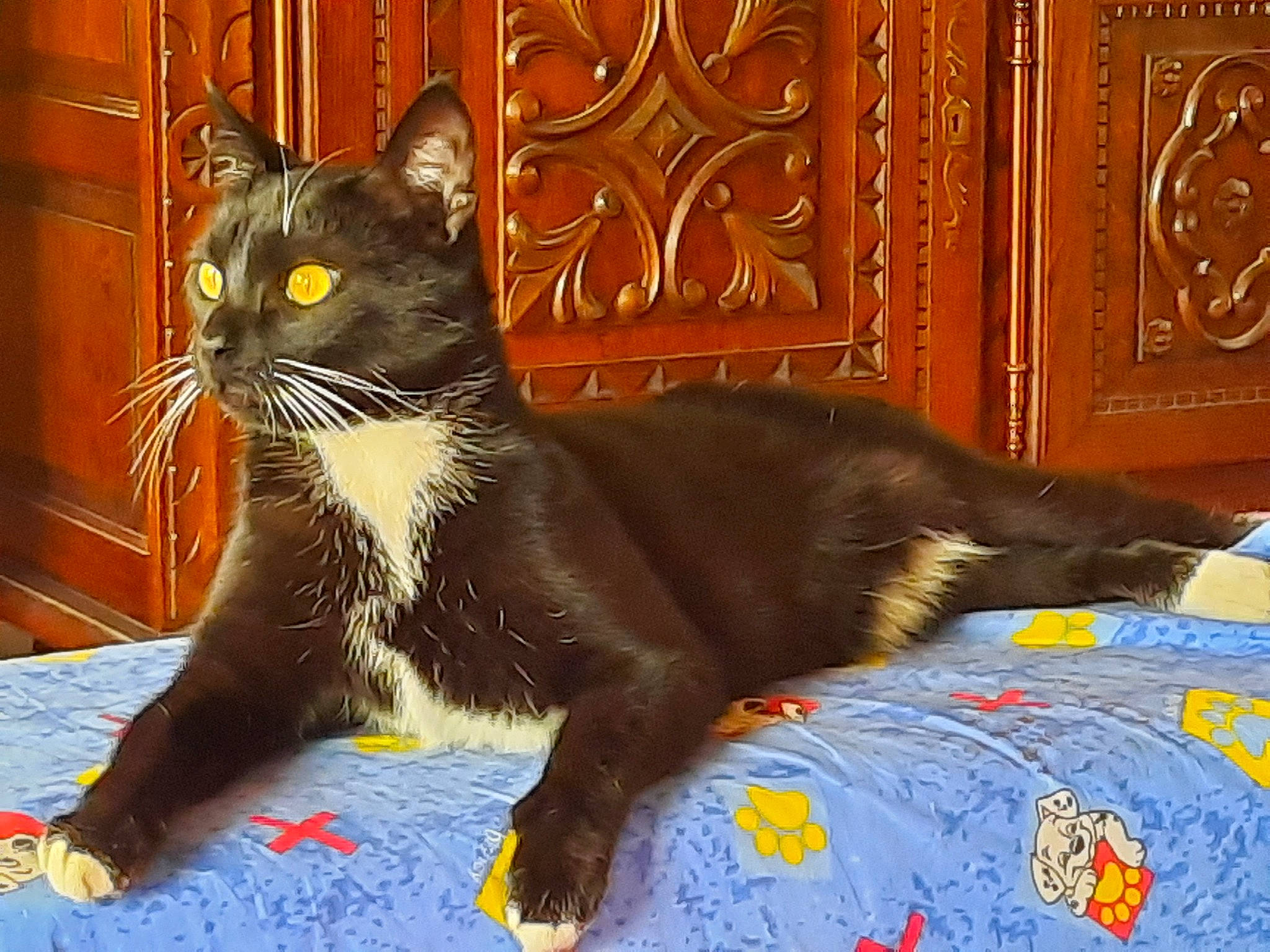 Leon participe au concours pour gagner de l'argent avec cette photo : black_cat, carnivore, cat, claw, comfort, domestic_short_haired_cat, door, felidae, flooring, fur, paw, sitting, small_to_medium_sized_cats, snout, tail, terrestrial_animal, whiskers, window, wood