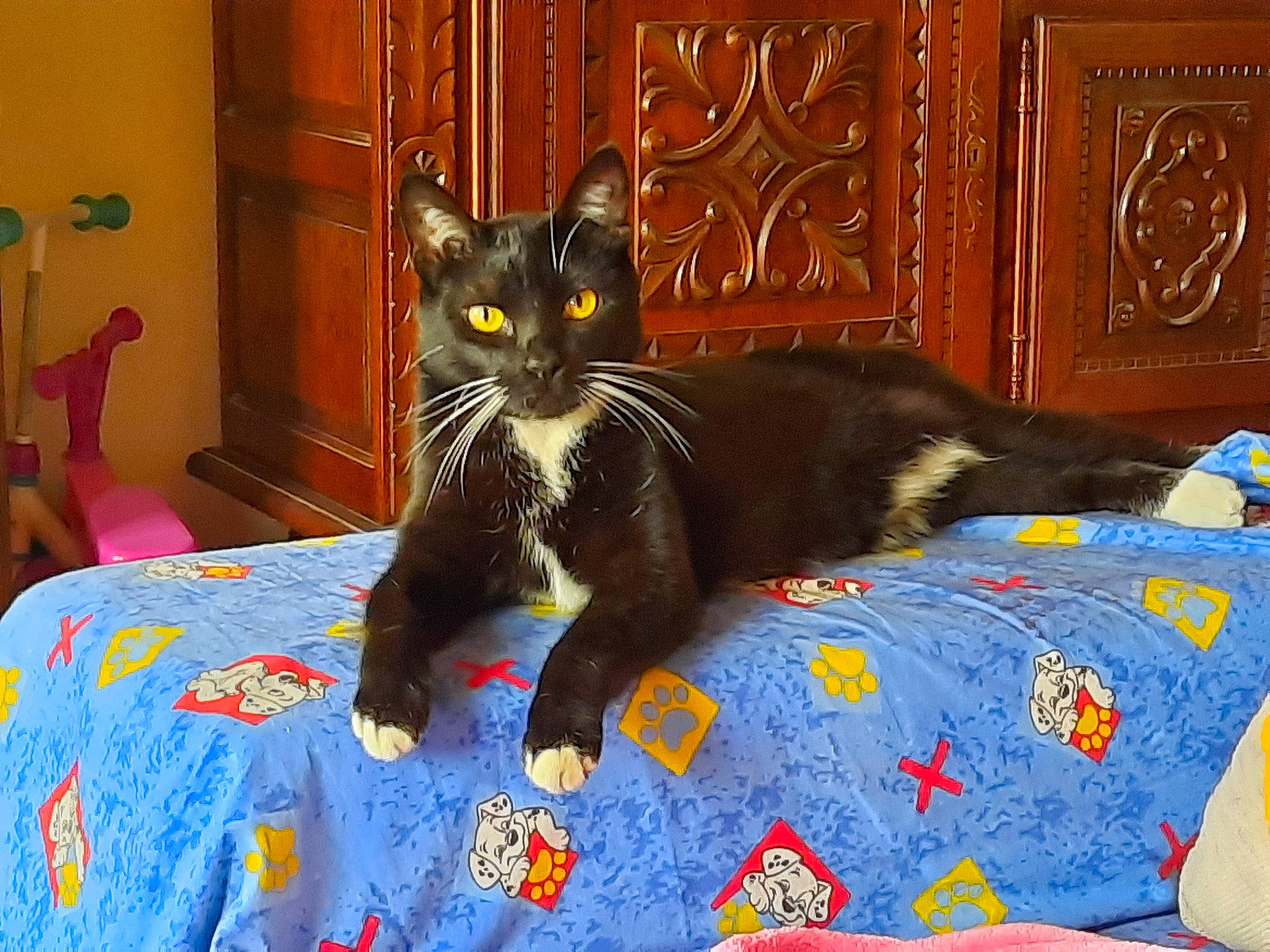 Leon participe au concours pour gagner de l'argent avec cette photo : bed, bedding, black_cat, cabinetry, carnivore, cat, comfort, domestic_short_haired_cat, door, felidae, floor, flooring, grey, linens, room, small_to_medium_sized_cats, tail, whiskers, window, wood