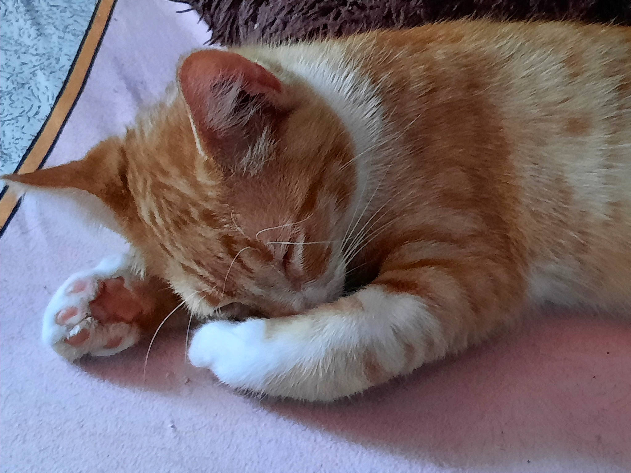 Lucky a rejoint le concours — aidez-le/la à gagner de superbes lots ! birman, carnivore, cat, claw, comfort, domestic_short_haired_cat, fawn, felidae, flooring, foot, fur, nap, paw, sleep, small_to_medium_sized_cats, snout, tail, whiskers