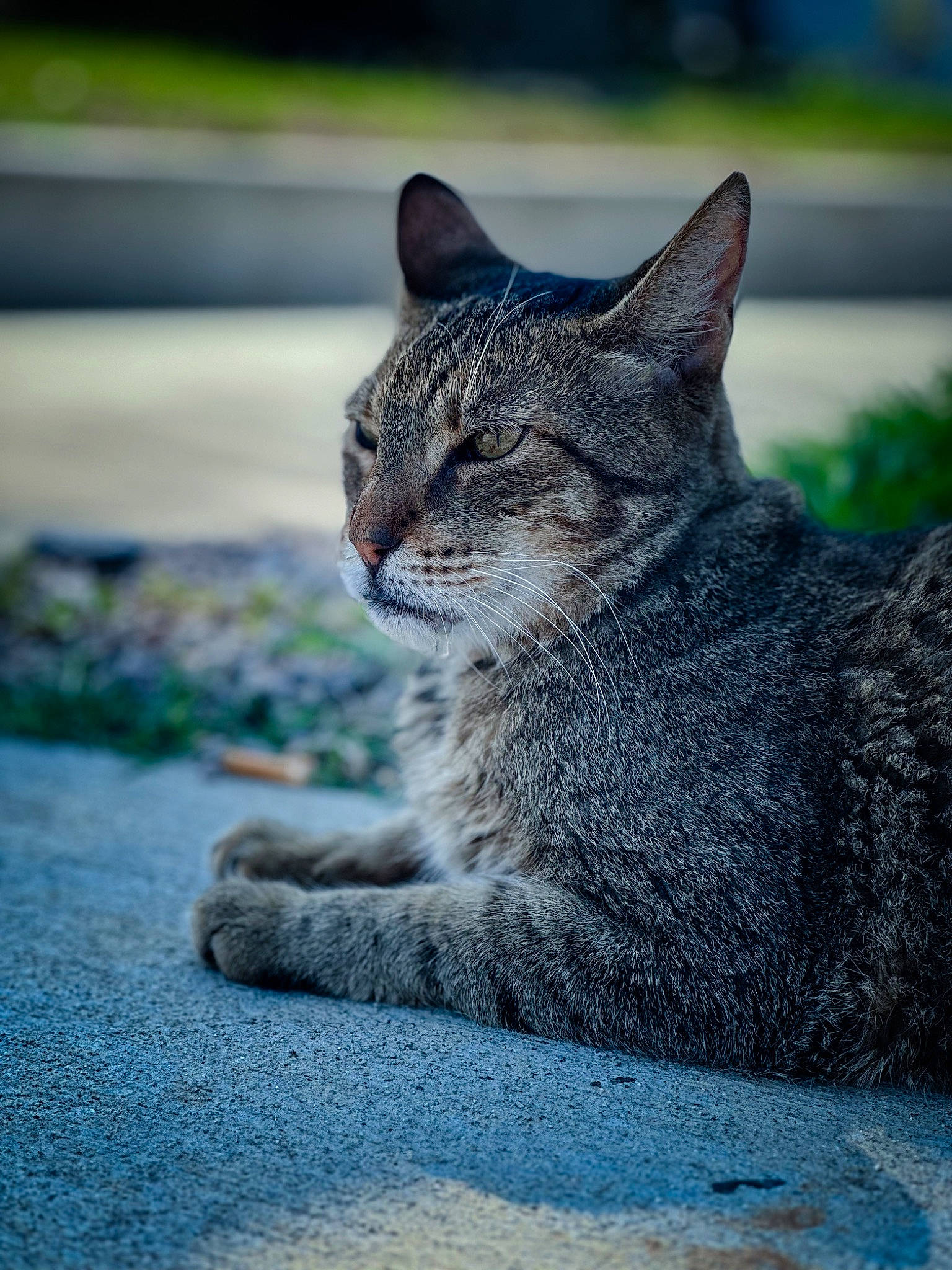 Trompas joined the competition — help win amazing prizes! asphalt, bobcat, carnivore, cat, domestic_short_haired_cat, felidae, fur, grass, grey, lynx, paw, road_surface, sitting, small_to_medium_sized_cats, snout, tail, terrestrial_animal, tree, whiskers, wildlife